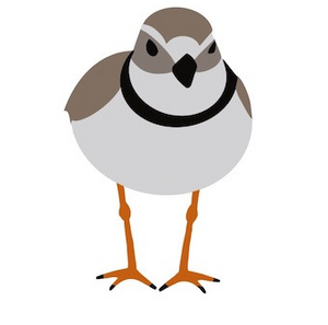 STICKER |  Piping Plover (Charadrius melodus)- Threatened Bird