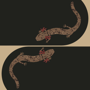 GREETING CARD | Jollyville Plateau Salamander (Eurycea tonkawae)