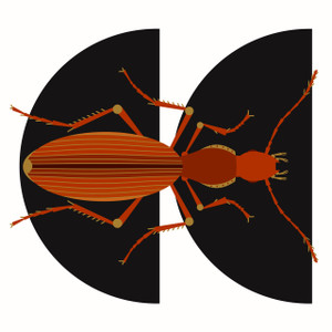 Tooth Cave Ground Beetle (Rhadine persephone) 