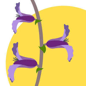  GREETING CARD | Bracted twistflower (Streptanthus bracteatus)