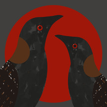 Black Rail (Laterallus jamaicensis)- Threatened Texas Bird