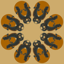 Black-spotted Newt (Notophthalmus meridionalis)