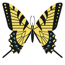 WILD NEIGHBORS SERIES: Eastern Tiger Swallowtail