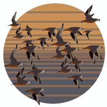 Rufa Red Knot (Calidris canutus rufa)- Federally Threatened Bird