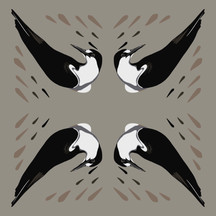 Sooty Tern (Sterna fuscata)