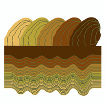 Texas Pimpleback (Cyclonaias petrina)