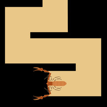 Tooth Cave Pseudoscorpion (Tartarocreagris texana)