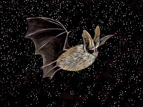 White-nosed syndrome art activism. Meet the Townsend's big-eared bat (Corynorhinus townsendii - SGCN)