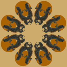 Black-spotted Newt (Notophthalmus meridionalis)