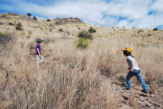 Davis Mountain Cottontail