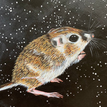 Meet Texas' Threatened Texas Kangaroo Rat
