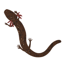 Jollyville Plateau Salamander (Eurycea tonkawae)