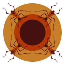 Kretschmarr Cave Mold Beetle (Texamaurops reddelli) 