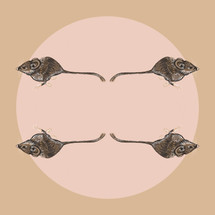 Meet Texas' Threatened Palo Duro Mouse