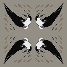 Sooty Tern (Sterna fuscata)