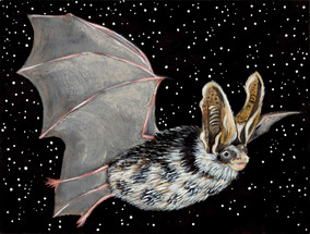 Meet the Threatened Spotted Bat (Euderma maculatum)