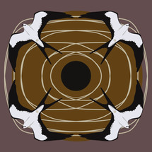 Swallow-tailed Kite (Elanoides forficatus)  (Threatened Texas Bird) 