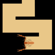 Tooth Cave Pseudoscorpion (Tartarocreagris texana)