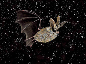 White-nosed syndrome art activism. Meet the Townsend's big-eared bat (Corynorhinus townsendii - SGCN)