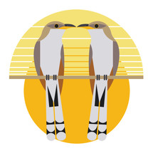 Yellow-billed Cuckoo (Coccyzus americanus)