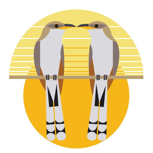 GREETING CARD | Yellow-billed Cuckoo (Coccyzus americanus)