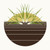 Rock Quillwort (Isoetes lithophila) -Threatened