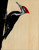 Pileated Woodpecker
