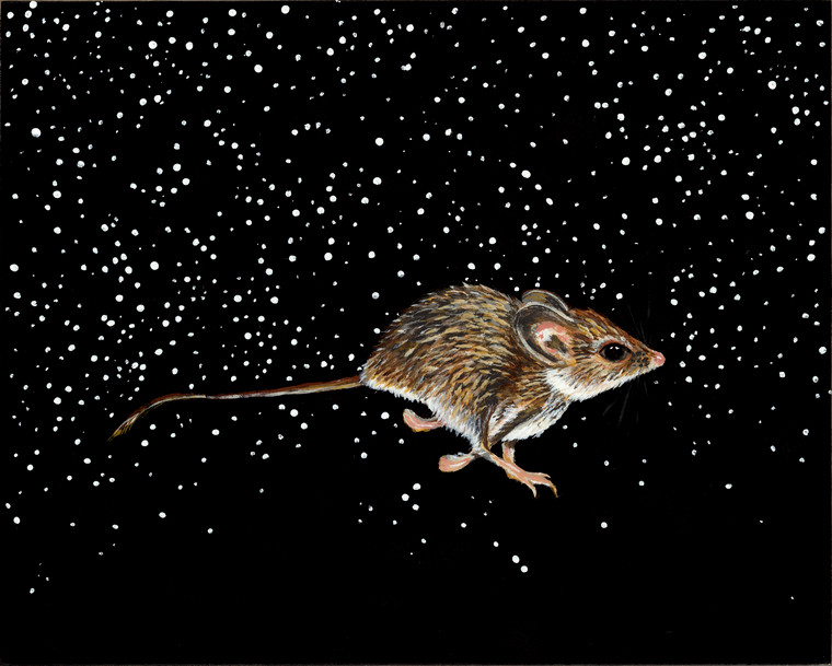 Palo Duro Mouse (Peromyscus truei comanche- Threatened) 