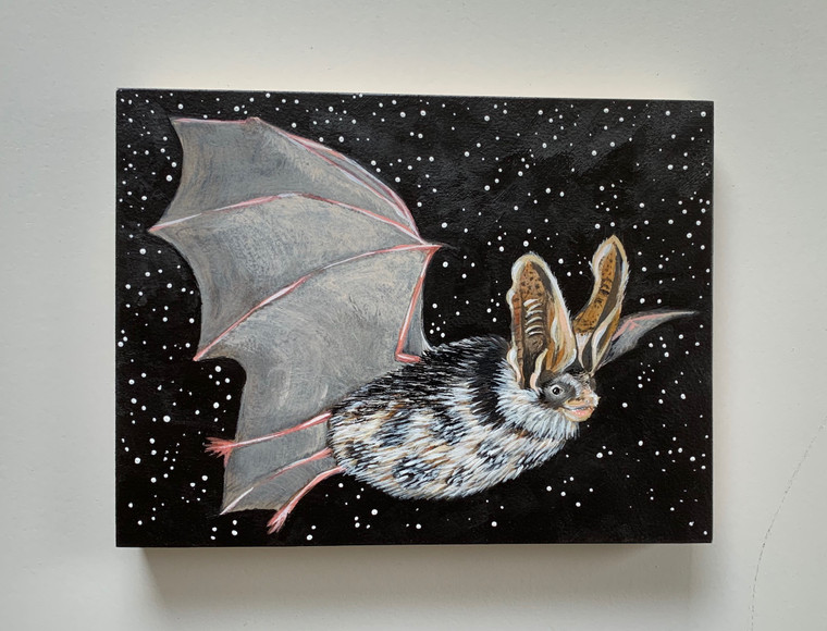 Spotted bat (Euderma maculatum-Threatened)