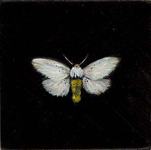 Tiger Moth (Pygarctia lorula-SGCN)