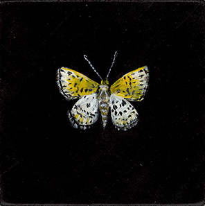 Chisos Metalmark (Apodemia chisosensis-SGCN)