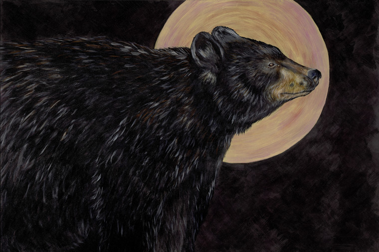 Black Bear (Ursus americanus - Threatened)