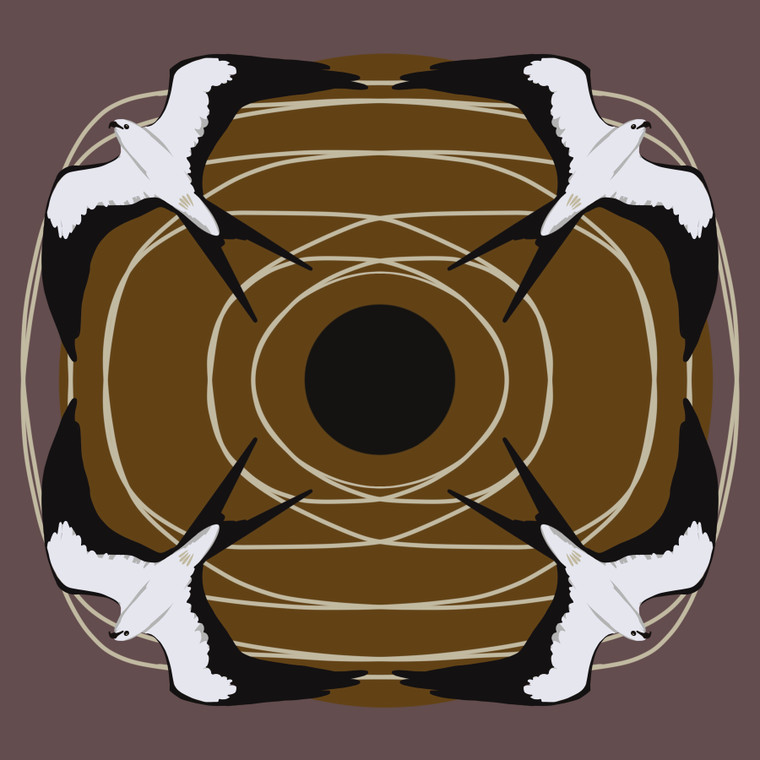 Swallow-tailed Kite (Elanoides forficatus)