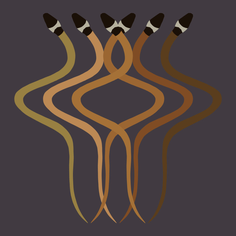 Trans-Pecos Black-headed Snake (Tantilla cucullata)