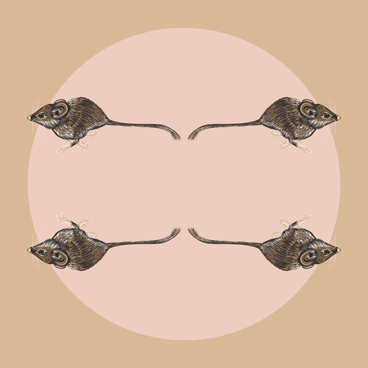 Palo Duro Mouse (Peromyscus truei comanche)