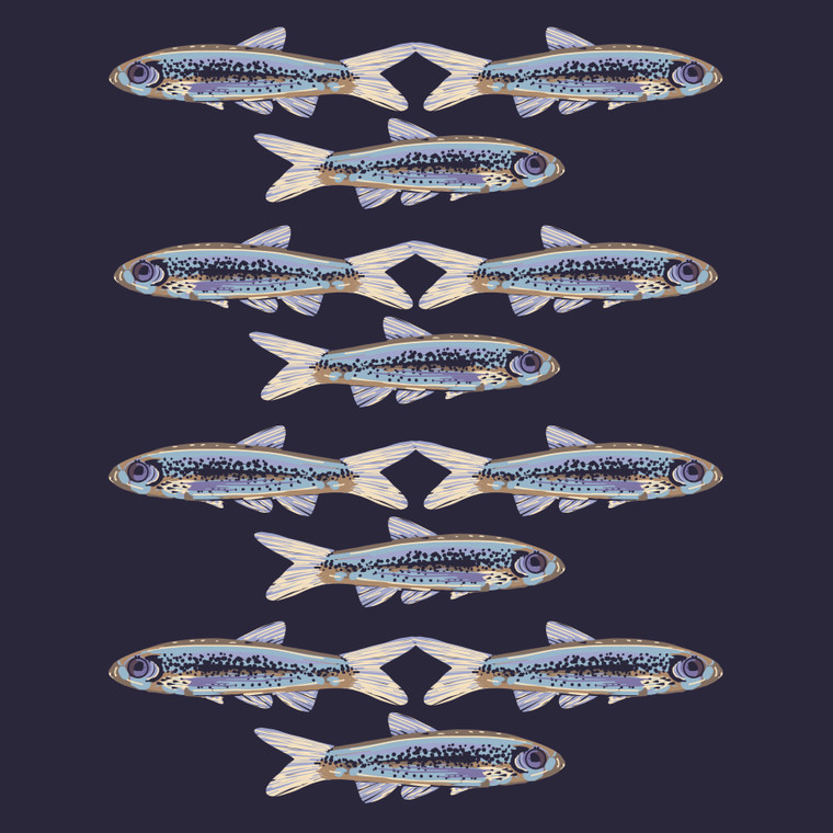 Tamaulipas Shiner (Notropis braytoni)