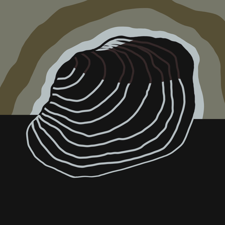 Sandbank Pocketbook (Lampsilis satura)