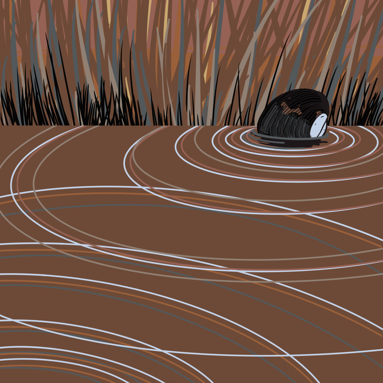 Texas Pigtoe (Fusconaia askewi)- Threatened 