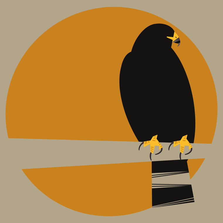 Zone-Tailed Hawk (Buteo albonotatus)- Threatened