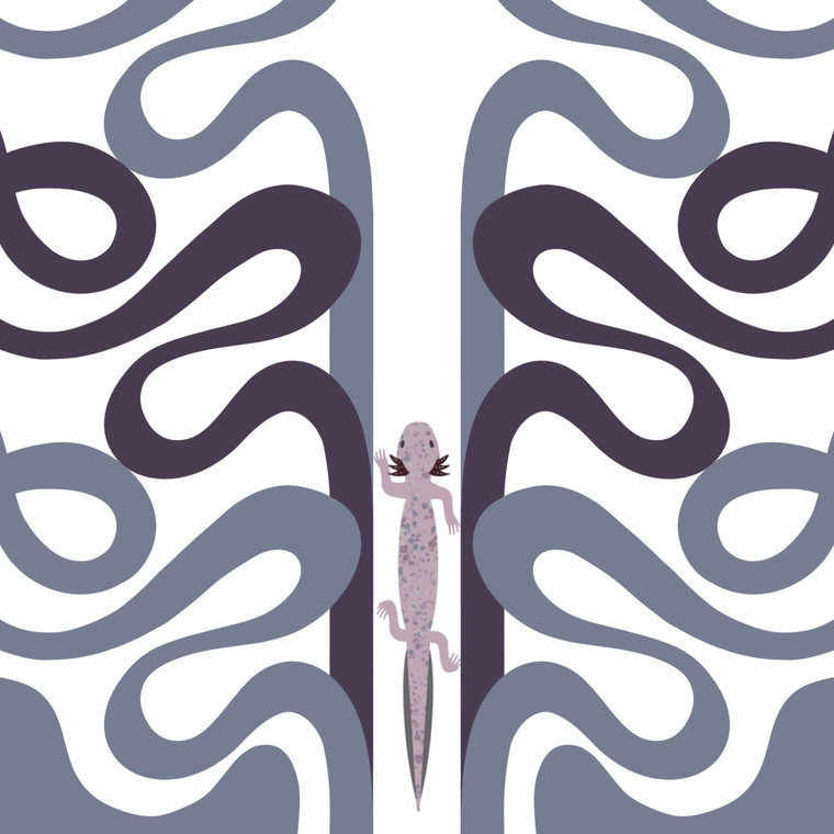 Barton Springs Salamander (Eurycea sosorum)