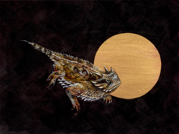 Texas Horned Lizard (Phrynosoma cornutum) - Threatened)