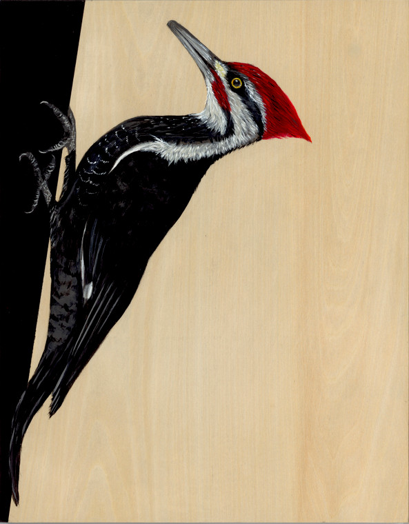 Pileated Woodpecker