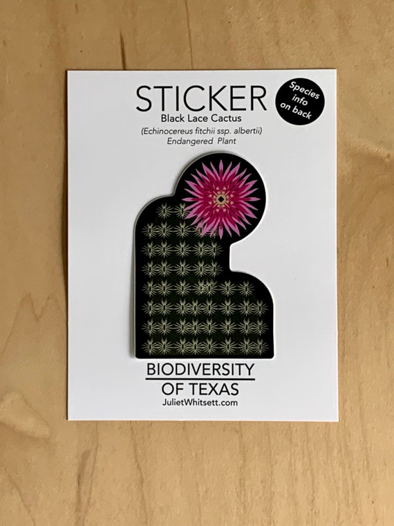 STICKER | Black Lace Cactus Sticker (Echinocereus fitchii ssp. albertii) Endangered Plant