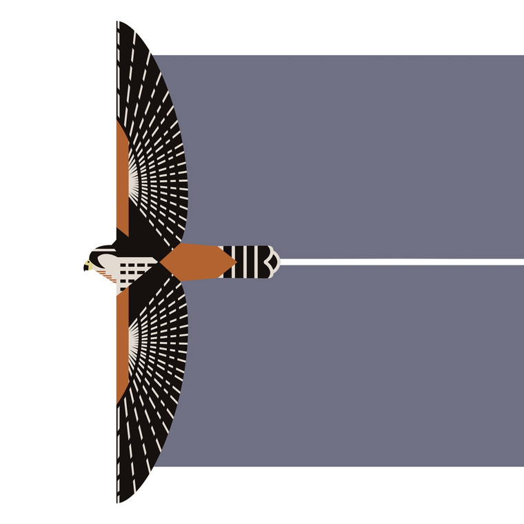 Northern Aplomado Falcon (Falco femoralis septentrionalis) - Endangered