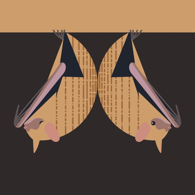 Tricolored bat (Perimyotis subflavus)- Proposed Endangered