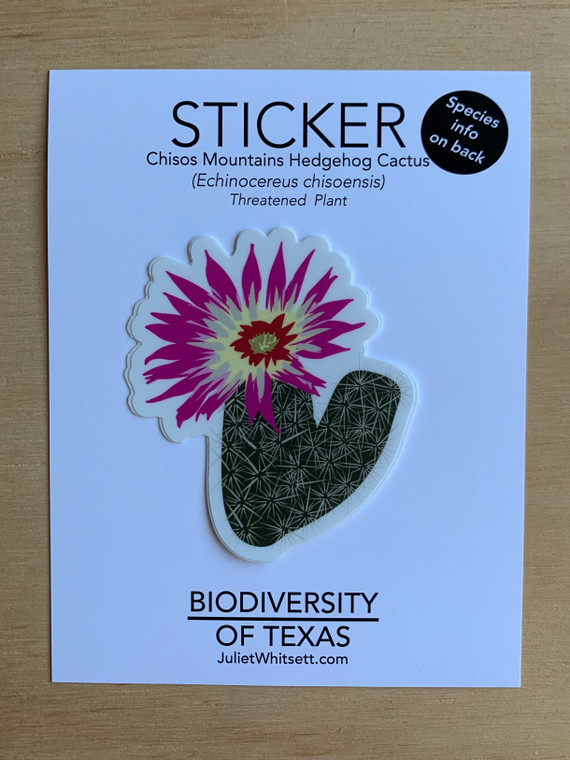 STICKER | Chisos Mountains Hedgehog Cactus (Echinocereus chisoensis var. chisoensis) 