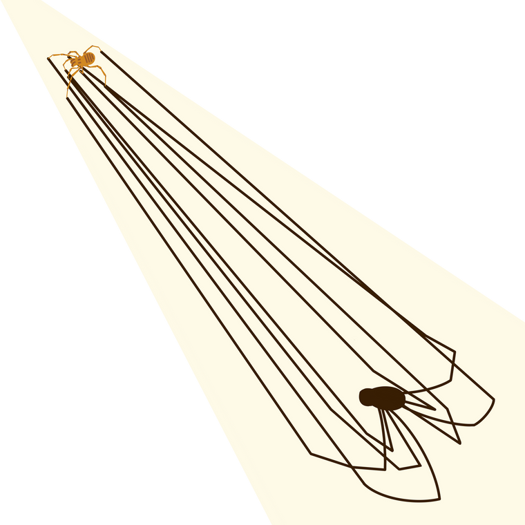 STICKER |  Bee Creek Cave Harvestman (Texella reddelli) - Federally Endangered  - Federally Endangered 