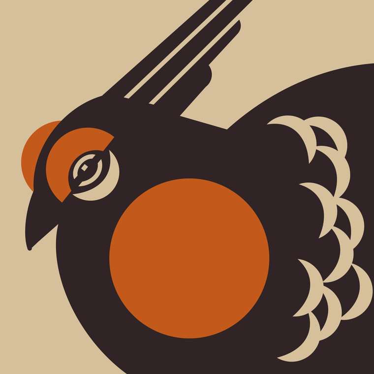 Attwater’s Greater Prairie Chicken (Tympanuchus cupido attwateri) - Endangered Bird