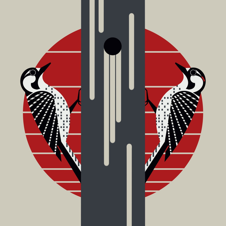 Red-cockaded Woodpecker (Dryobates borealis)- Endangered Bird