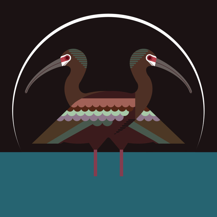 GREETING CARD | White-faced Ibis (Plegadis chihi) - Threatened Bird